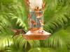 05-2009 Backyard Humming Birds : 